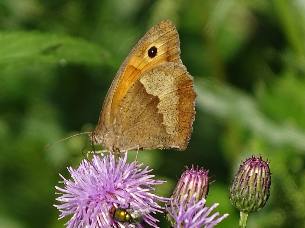 Großes Ochsenauge auf violetter Blüte