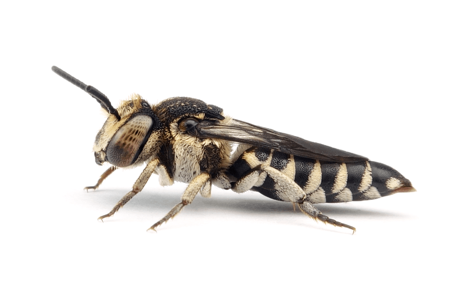 Coelioxys Afra
