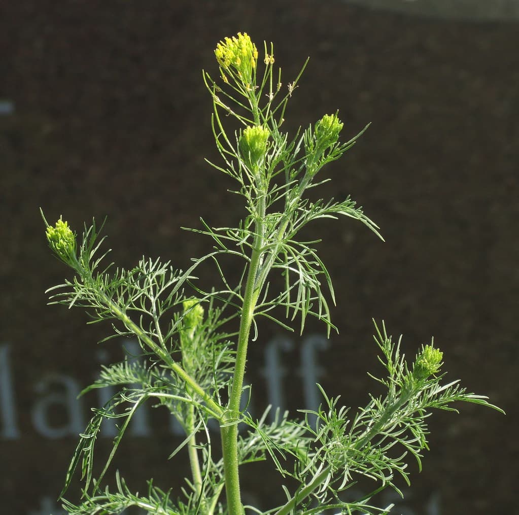 Gewöhnliche Besenrauke mit gelben Blüten und Schoten