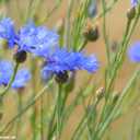 Kornblume