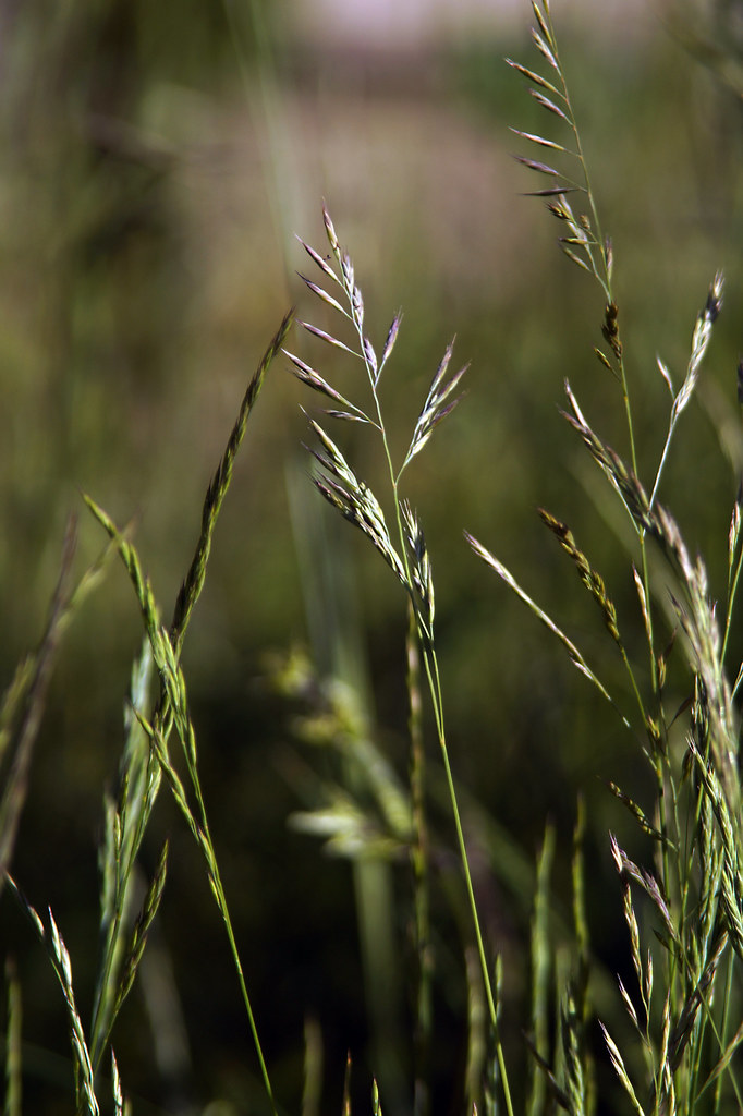 Festuca Rubra