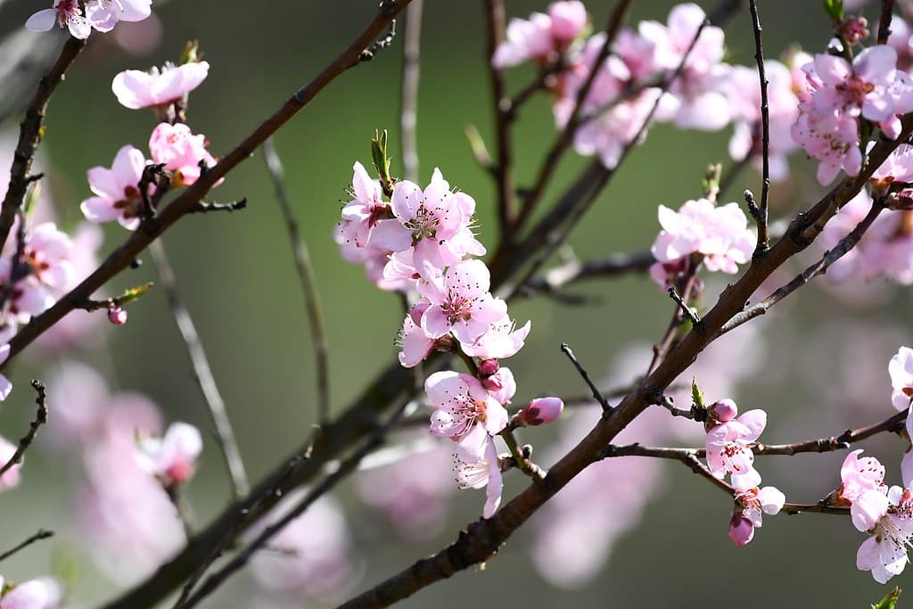 Pfirsichblüten in zartem Rosa