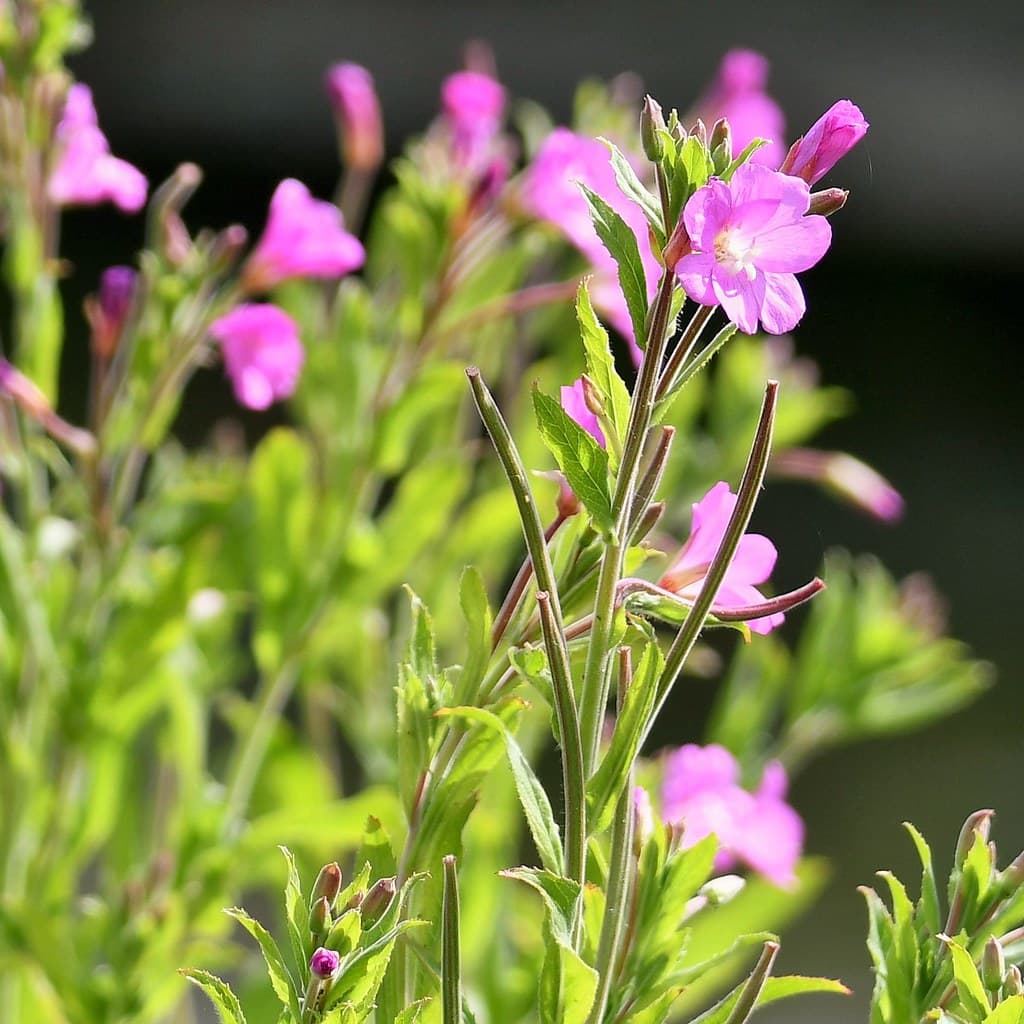 Zottiges Weidenröschen in voller Blüte