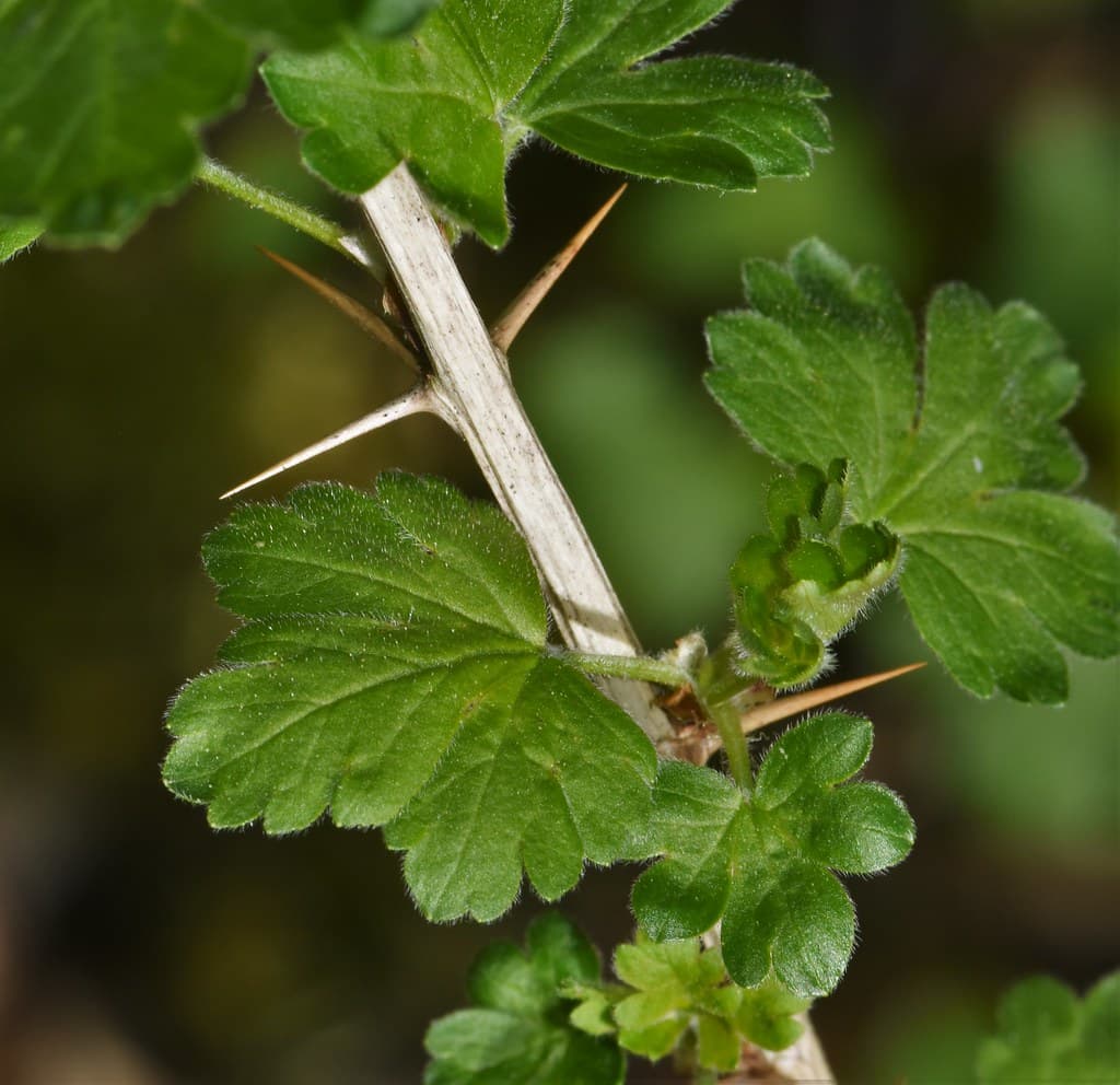 Stachelbeere Blatt