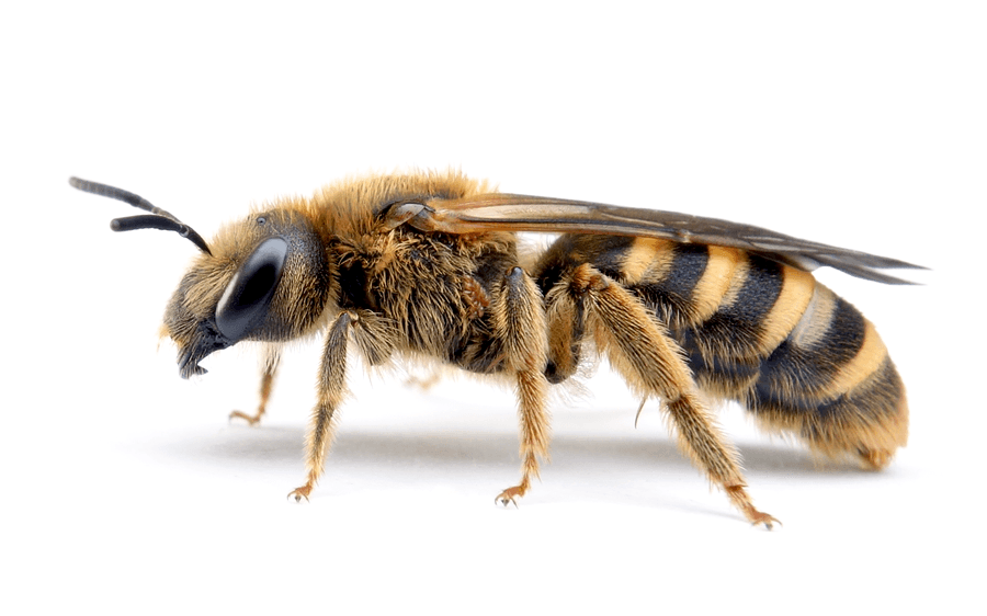 Halictus Scabiosae