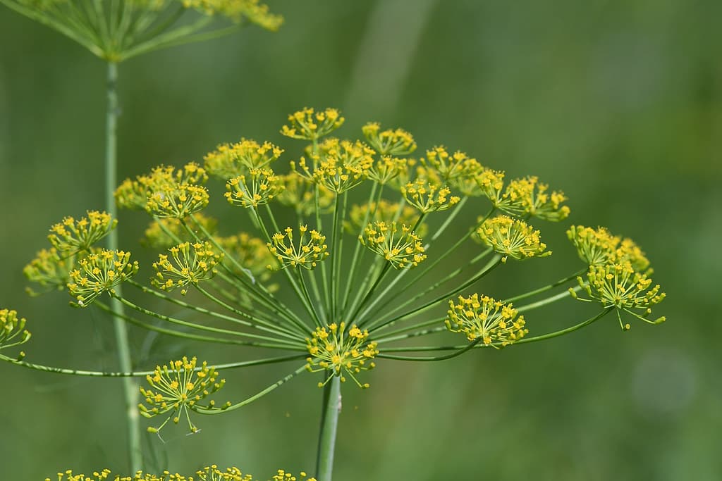 Dill-Blütenstand in Makroaufnahme