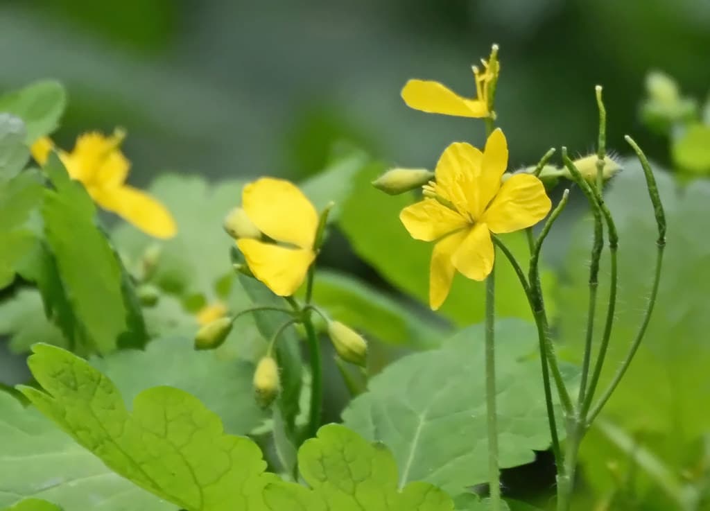 Schöllkraut in Blüte mit gelben Blüten