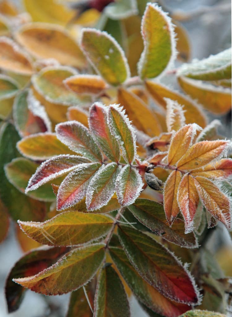 Hundsrose Blatt