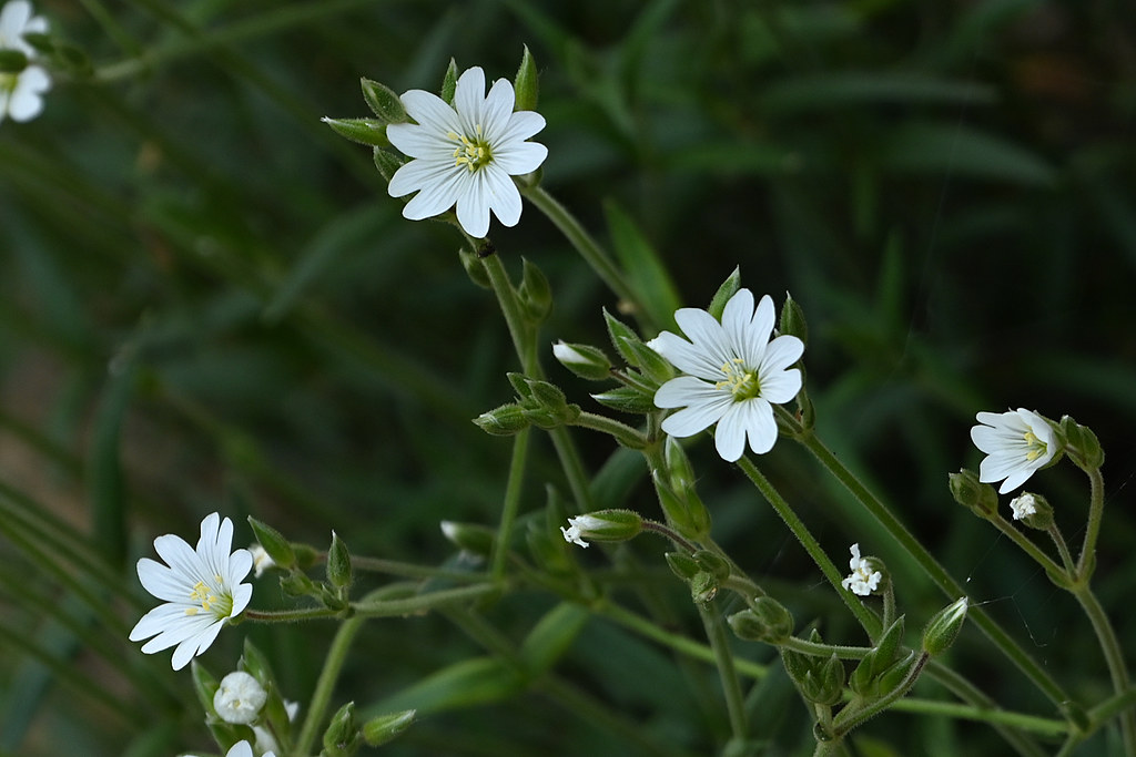 Cerastium Arvense