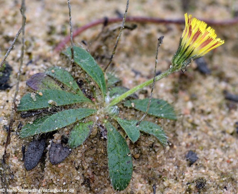 Kleines Habichtskraut mit gelber Blüte