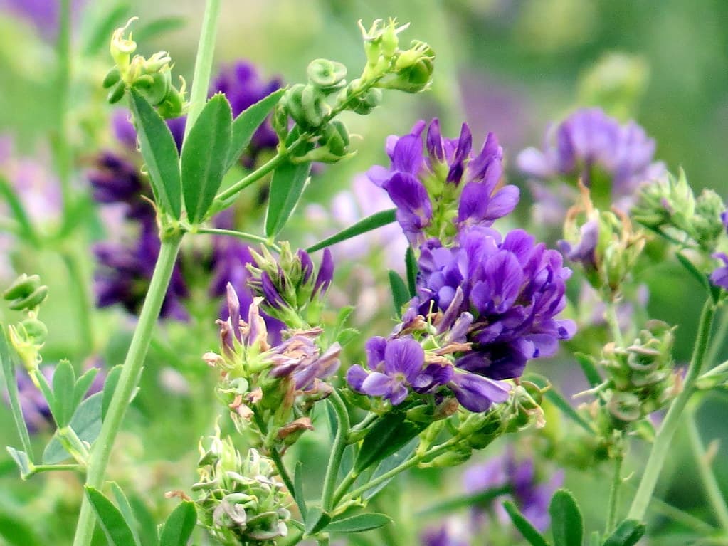 Gemeine Luzerne in Blüte mit violetten Blütenständen