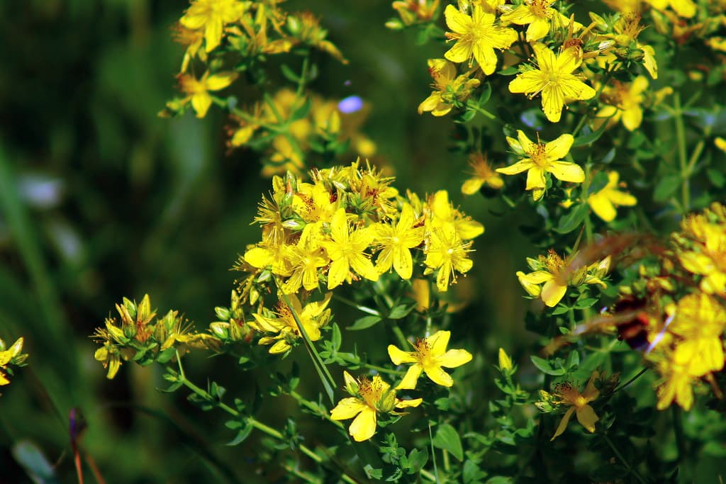 Echtes Johanniskraut in voller Blüte