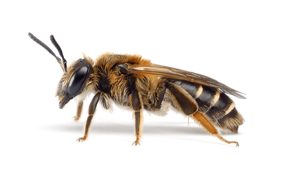 Andrena Dorsata