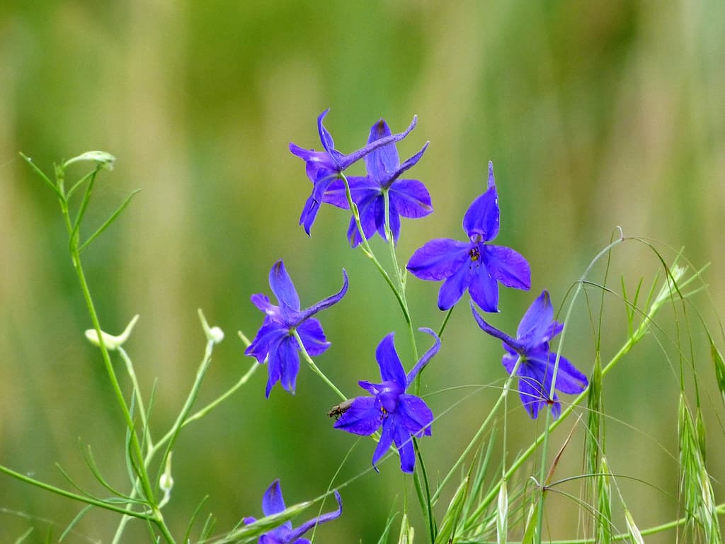 Gewöhnlicher Feldrittersporn in Blüte