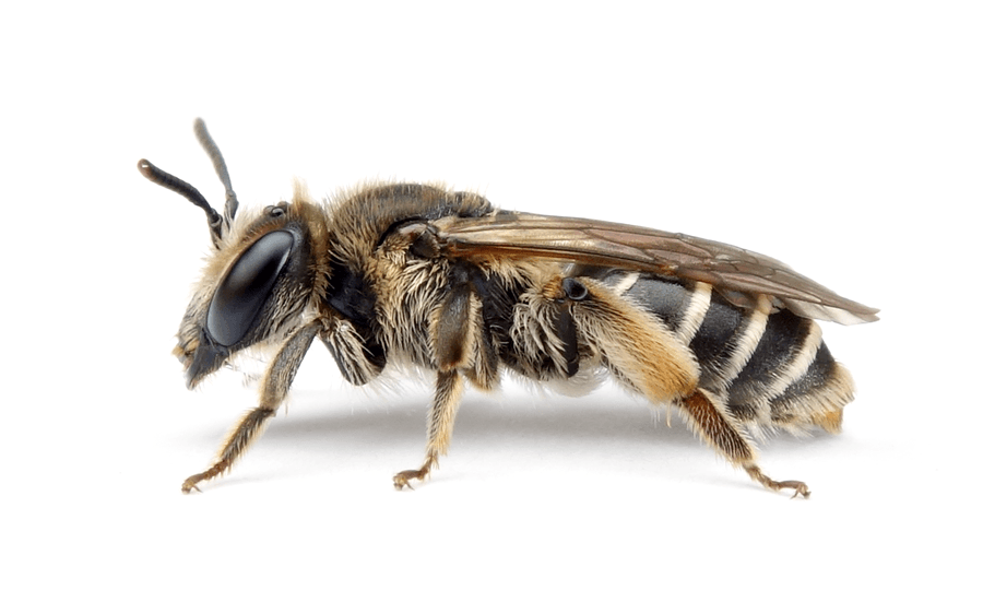 Andrena Wilkella