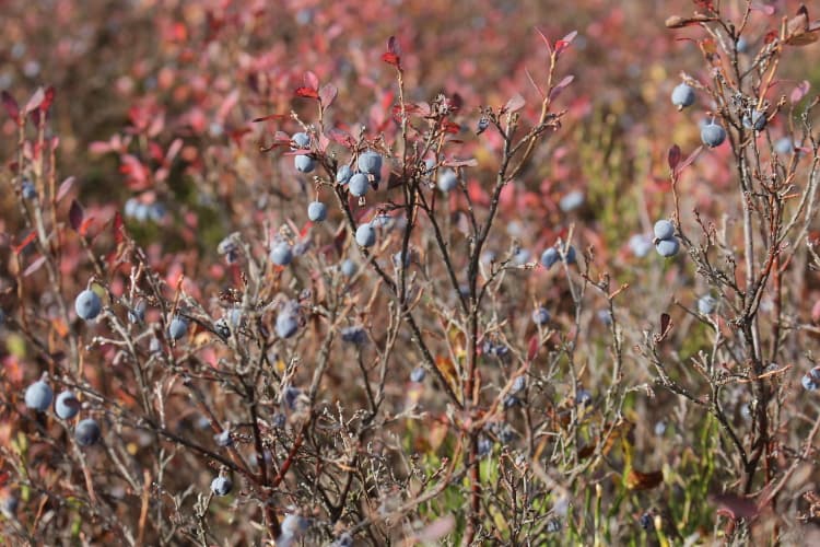 Rauschbeere mit reifen blauen Beeren im Herbst