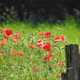 Saat-Mohn