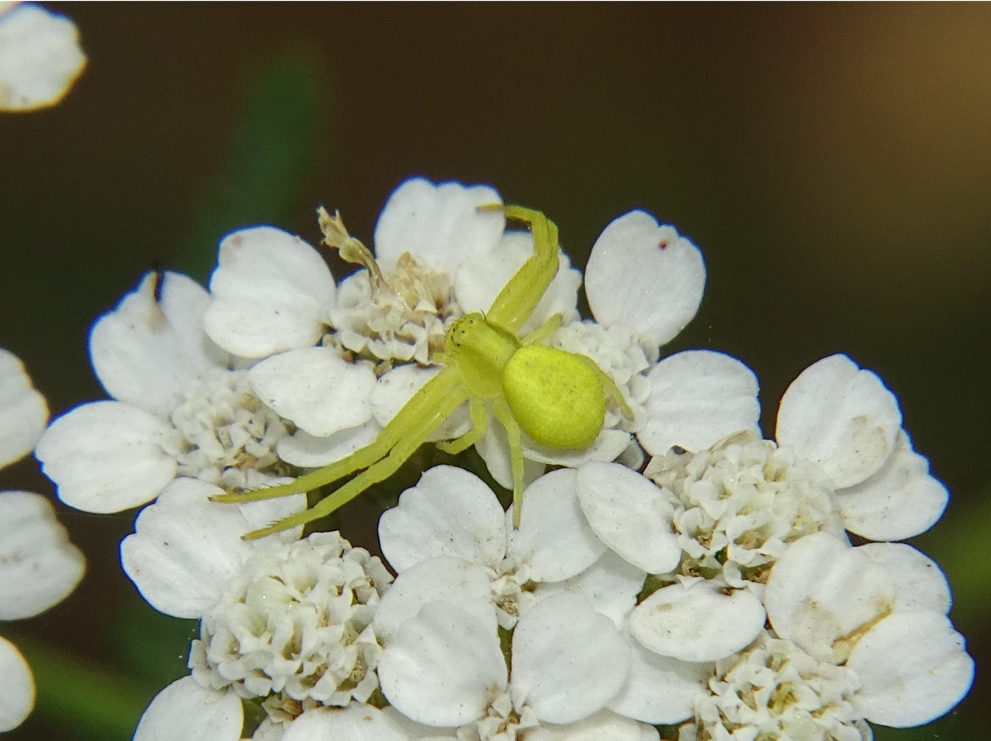 Veränderliche Krabbenspinne auf weißen Blüten