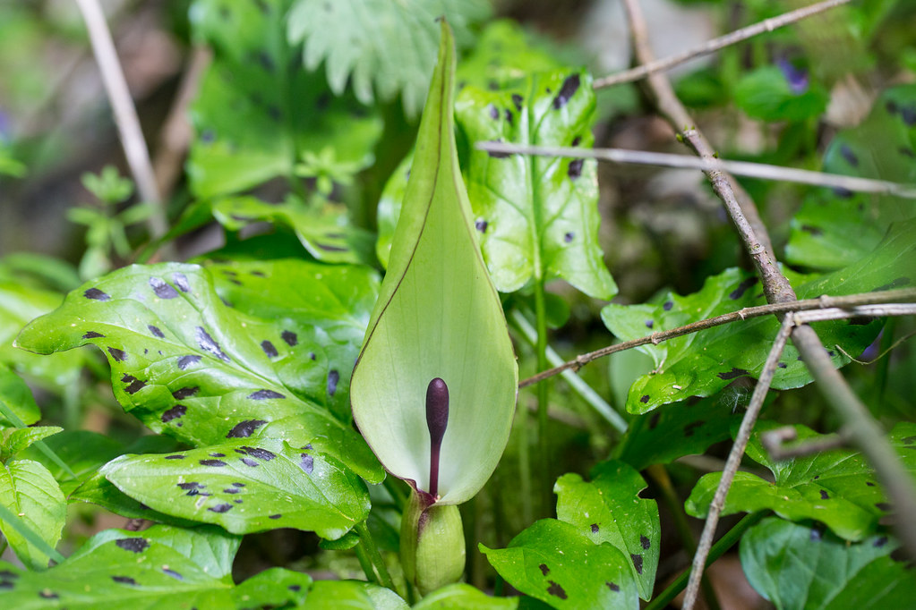 Arum Maculatum (2)