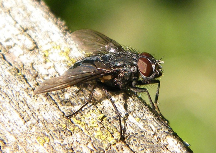 Musca Domestica