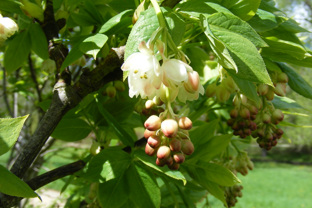 Staphylea Pinnata