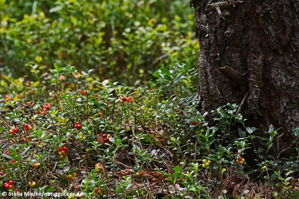 Preiselbeere mit roten Früchten im Waldhabitat