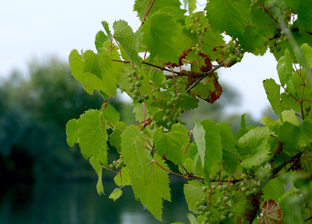 Vitis Vinifera Subsp. Sylvestris
