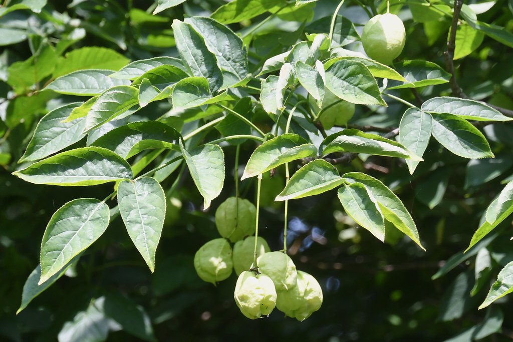 Staphylea Pinnata 2