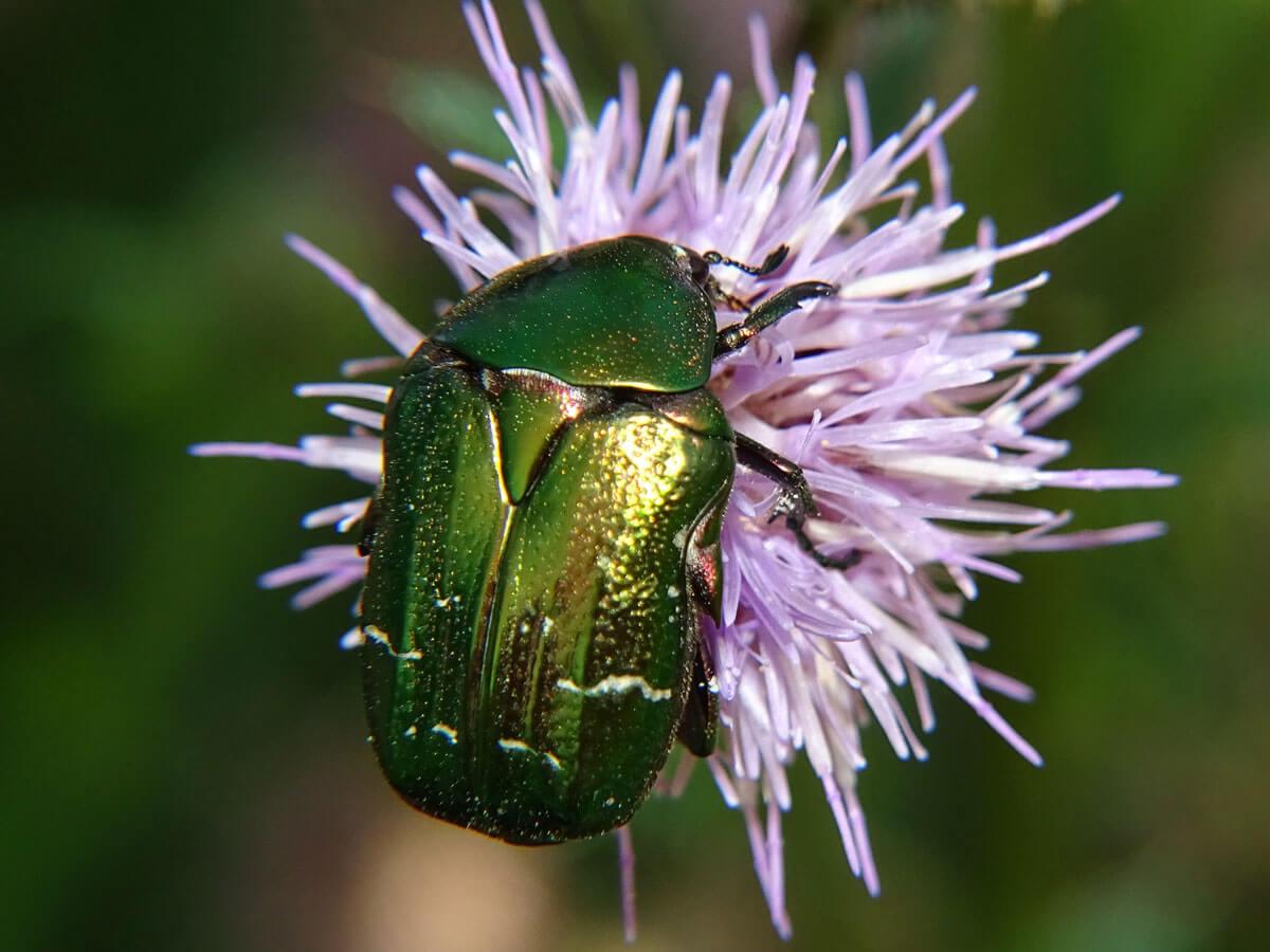 Gemeiner Rosenkäfer auf violetter Blüte