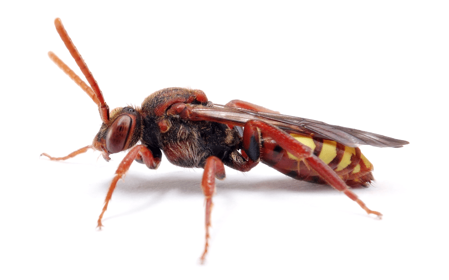 Nomada Flava