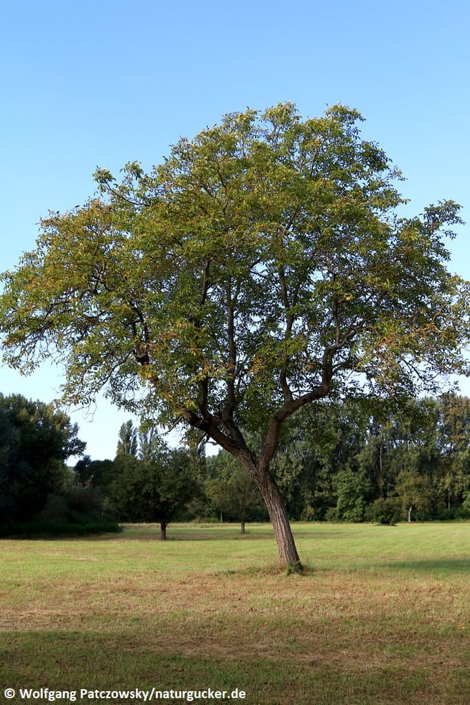 Walnussbaum (Juglans regia) auf Wiese
