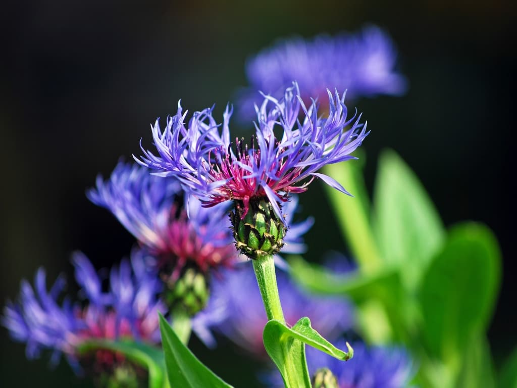 Berg Flockenblume Bluete