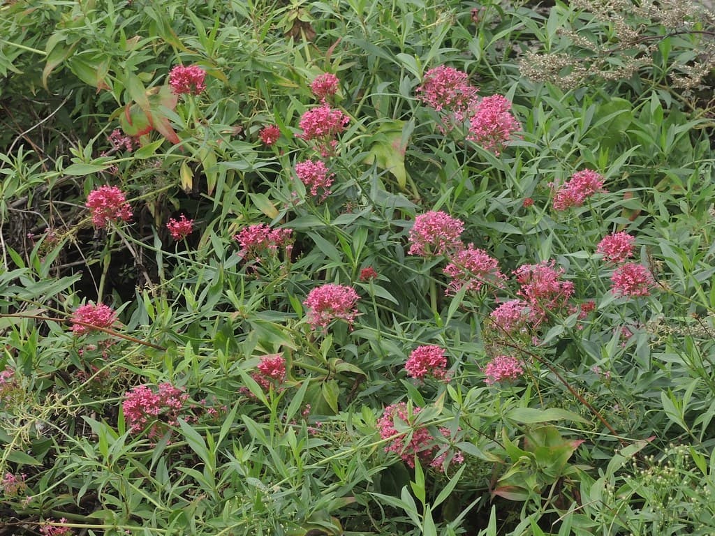 Rote Spornblume Habitus
