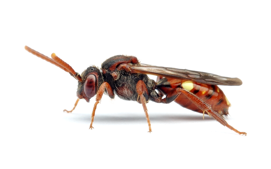 Nomada moeschleri