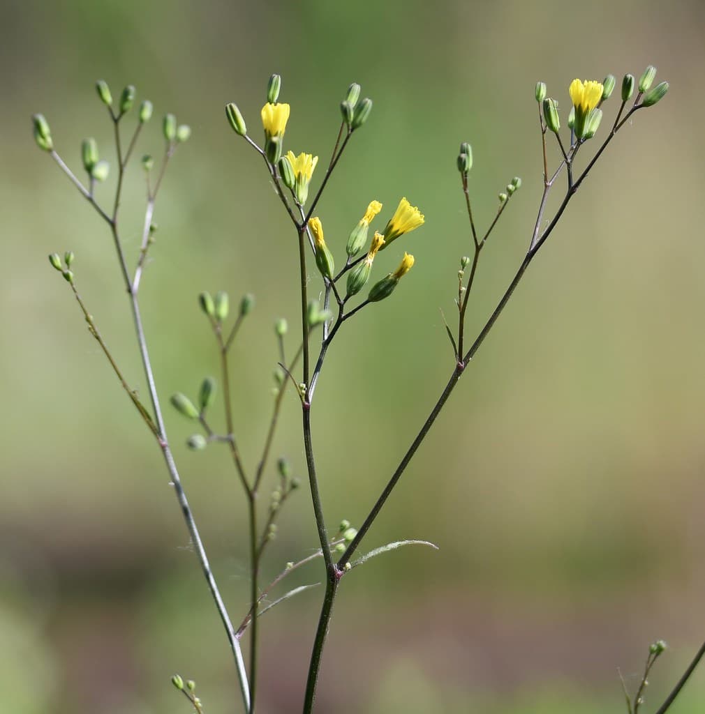 Gewöhnlicher Rainkohl mit gelben Blüten