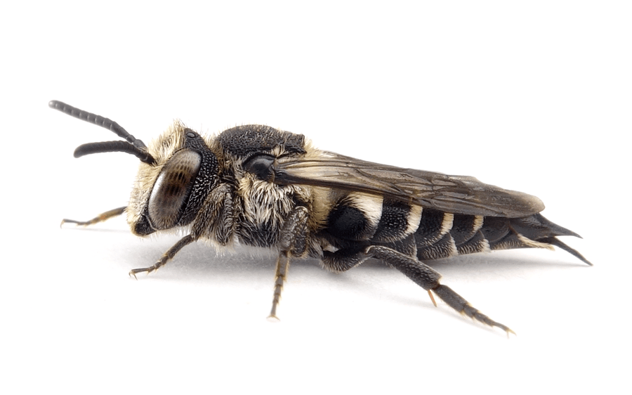 Coelioxys Mandibularis