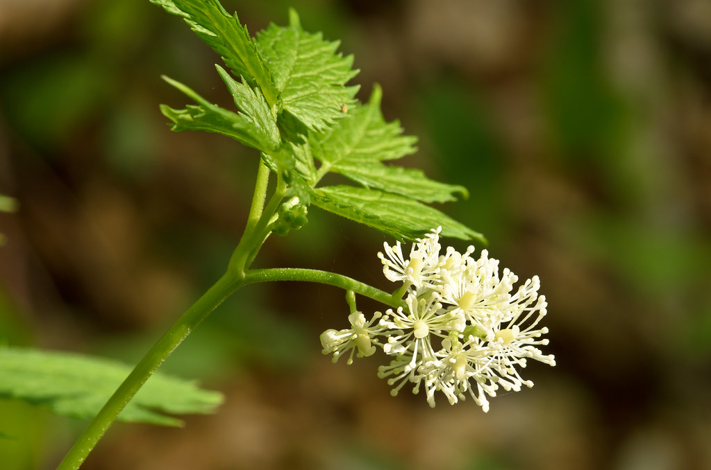 Actaea Spicata