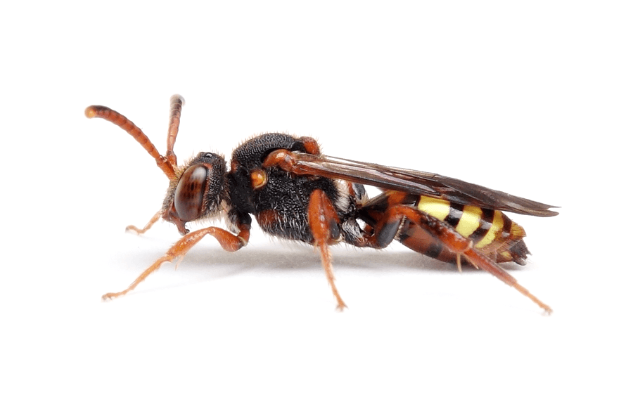 Nomada Zonata