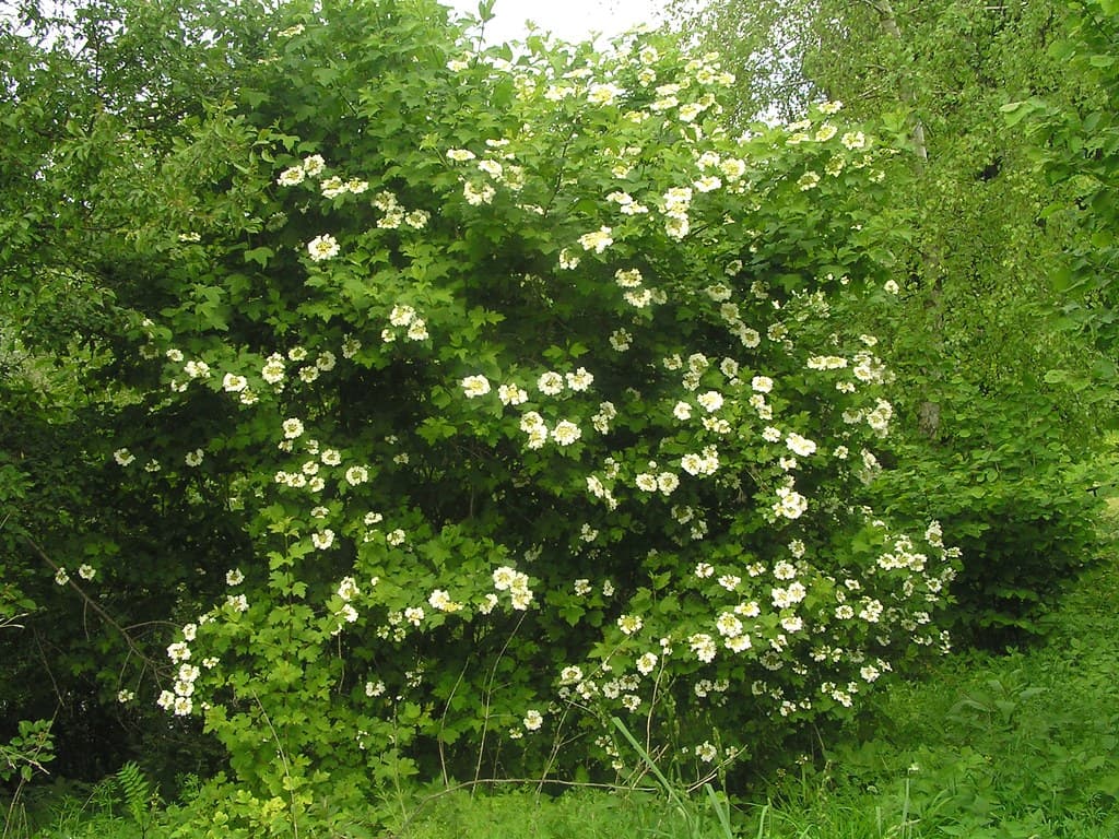 Gewöhnlicher Schneeball in voller Blüte
