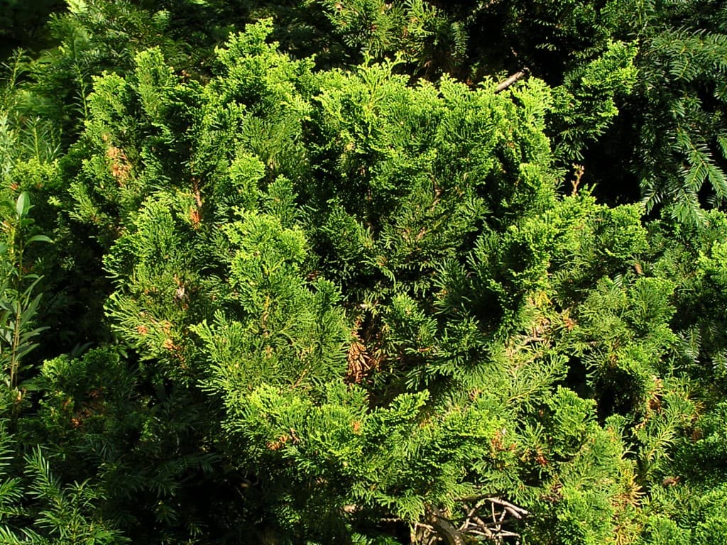Lebensbaum (Thuja) Strauch - Draufsicht mit grünem Laub