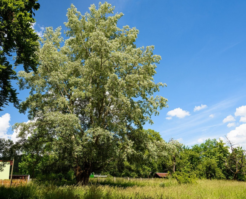 Populus Alba