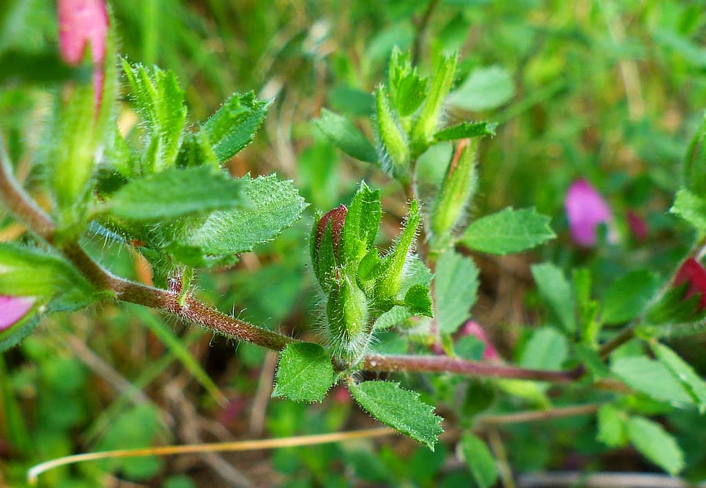 Kriechende Hauhechel Blatt