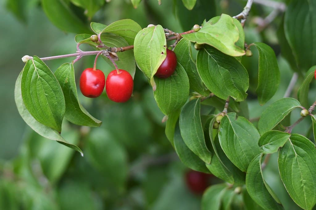 Kornelkirsche Frucht