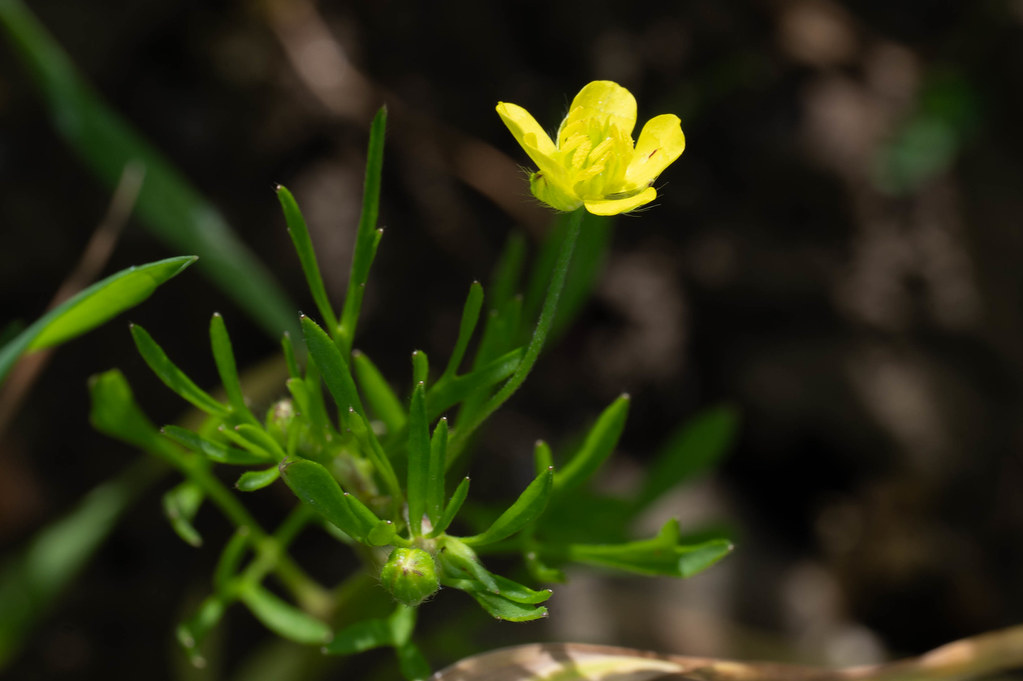 Ranunculus Arvensis