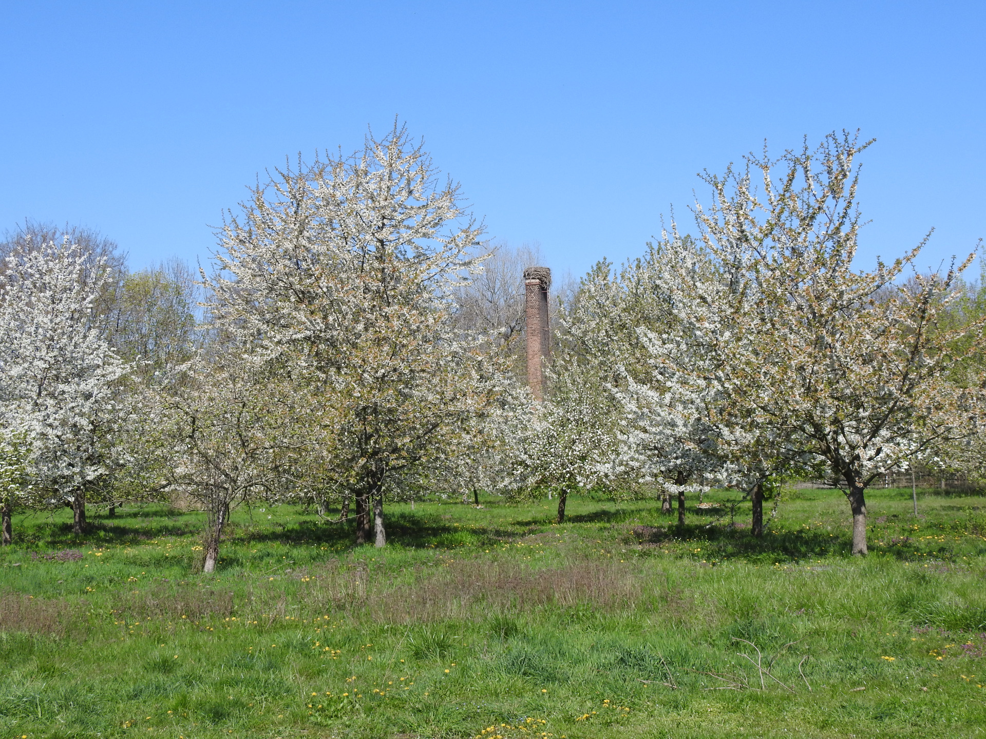 Schritt 1: Bäume brauchen Platz