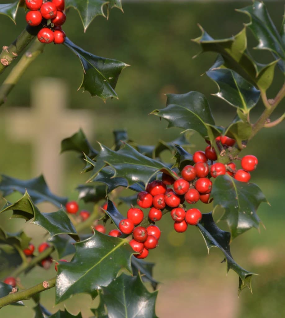 Europäische Stechpalme mit roten Beeren