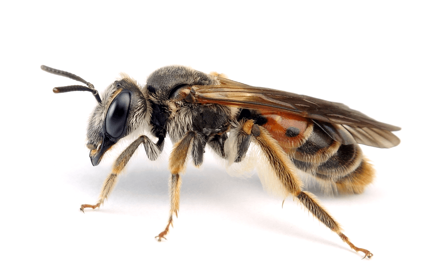 Andrena Hattorfiana
