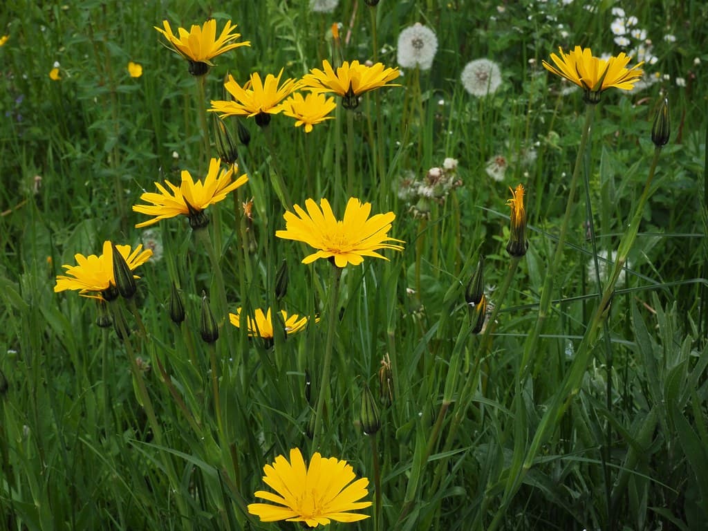 Wiesenbocksbart in voller Blüte auf der Wiese