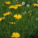 Wiesenbocksbart