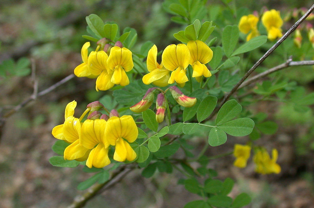 Hippocrepis Emerus